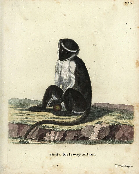 Roway monkey, Cercopithecus roloway. Endangered. Handcoloured copperplate engraving by Tyroff from Johann Christian Daniel Schreber's Animal Illustrations after Nature, or Schreber's Fantastic Animals, Erlangen, Germany, 1775