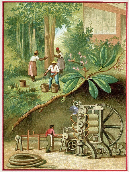The rubber, harvest in Brasilia. c.1900 (chromo)