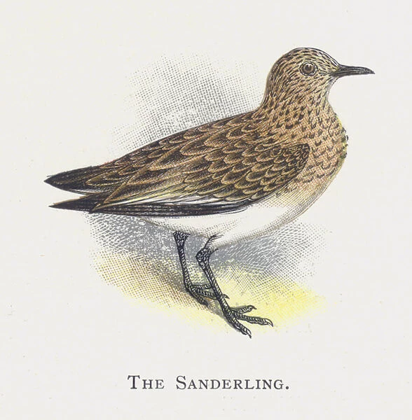 The Sanderling (chromolitho)
