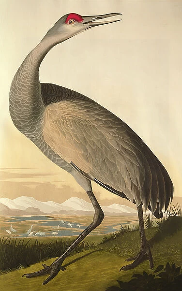 Sandhill Crane, from Birds of America, engraved by Robert Havell (1793-1878