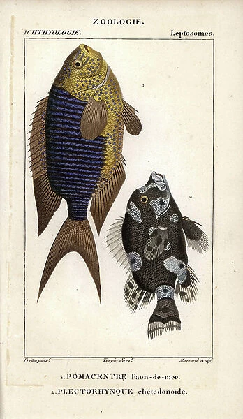 Sapphire damsel, peacock, sea-peacock, Pomacentrus pavo, and harlequin sweetlips, Plectorhynque chetodonoid, Plectorhinchus chaetodonoides. Handcoloured copperplate stipple engraving from Jussieu's ' Dictionary of Natural Sciences' 1816-1830