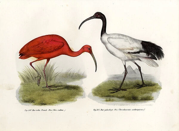 Scarlet Ibis, 1864 (colour litho)