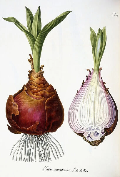 Scilla maritima (Sea onion  /  squill), 1828-1830 (hand-coloured lithograph)