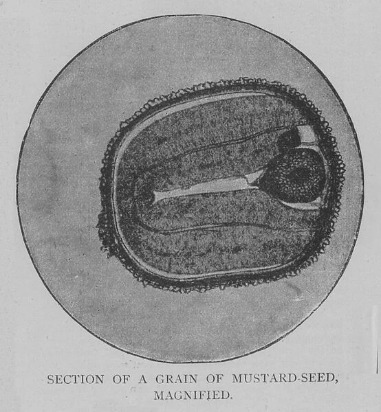 Section of a Grain of Mustard-Seed, Magnified (engraving)