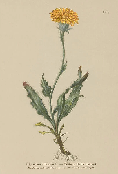 Shaggy Hawkweed (Hieracium villosum) (colour litho)