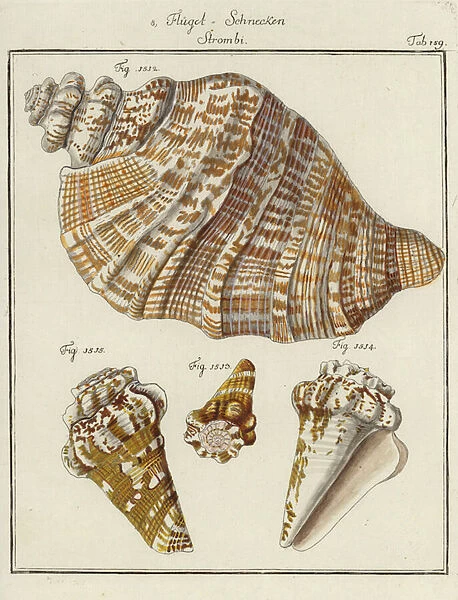 Shells (coloured engraving)