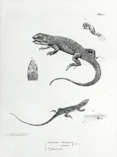 Shingled Iguana, illustration from The Zoology of the Voyage of H. M.s Beagle