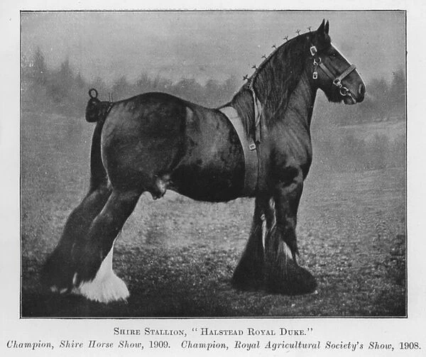 Shire Stallion, Halstead Royal Duke, Champion, Shire Horse Show, 1909, Champion, Royal Agricultural Societys Show, 1908 (b  /  w photo)