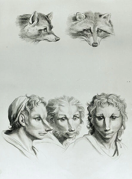 Similarities Between the Head of a Fox and a Man, from