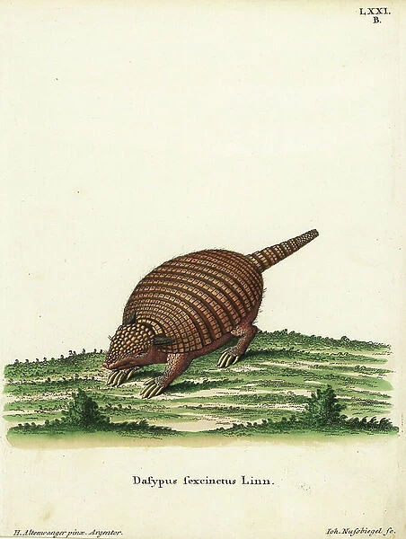 Six-banded armadillo, Euphractus sexcinctus. Dasypus sexcinctus Linn. Handcoloured copperplate engraving by Johann Nussbiegel after an illustration by Heinrich Altenwanger from Johann Christian Daniel Schreber's Animal Illustrations after Nature