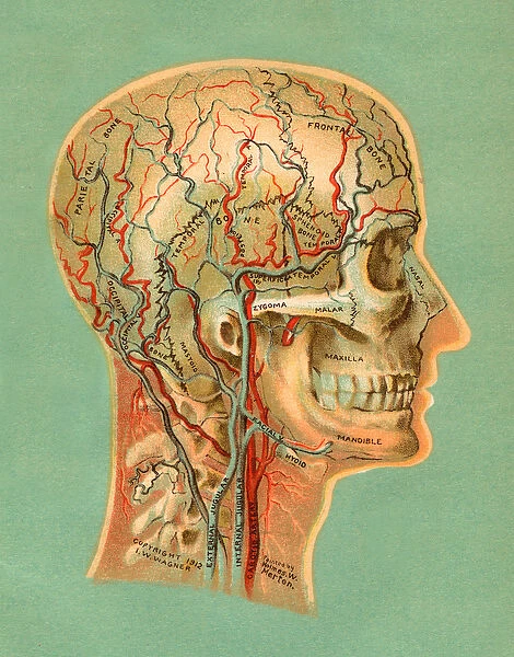 Skull and Blood Vessels of the Human Head, 1913 (chromolithograph)