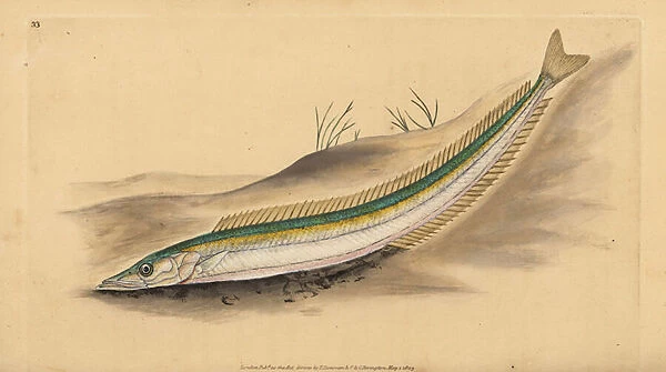 Small sandeel, sand launce or sand eel, Ammodytes tobianus. Handcoloured copperplate drawn and engraved by Edward Donovan from his Natural History of British Fishes, Donovan and F. C. and J. Rivington, London, 1802-1808