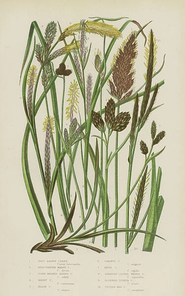 Soft Brown Carex, Bracteated Marsh Carex, Close Headed Alpine Carex, Hoary Carex, Black Carex... (colour litho)