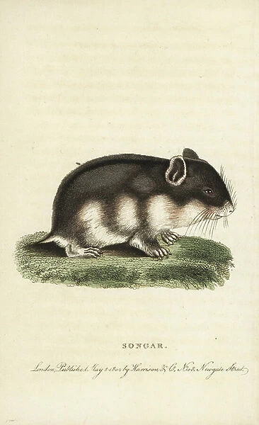 Songar rat, Mus songarus. Illustration copied from Thomas Pennant. Handcoloured copperplate engraving from '' The Naturalist's Pocket Magazine,'' Harrison, London, 1799