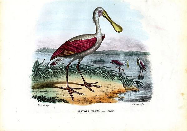 Spoonbill, 1863-79 (colour litho)