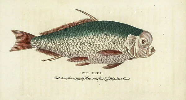Spur fish, unidentified species. Copied from George Edwards' Gleanings of Natural History, 1758. Handcoloured copperplate engraving from ' The Naturalist's Pocket Magazine,' Harrison, London, 1799