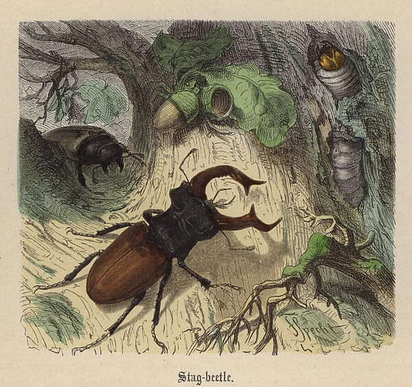 Stag-beetle (coloured engraving)