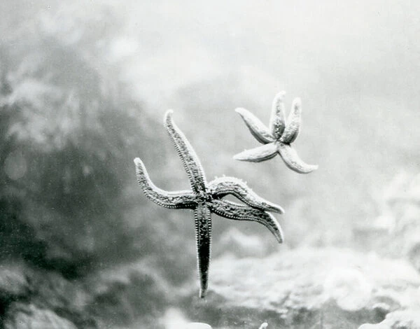 Two Starfish, on the aquarium glass, showing their undersides at London Zoo in March 1925