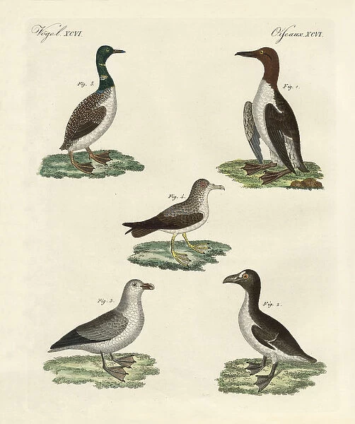 Strange birds (coloured engraving)
