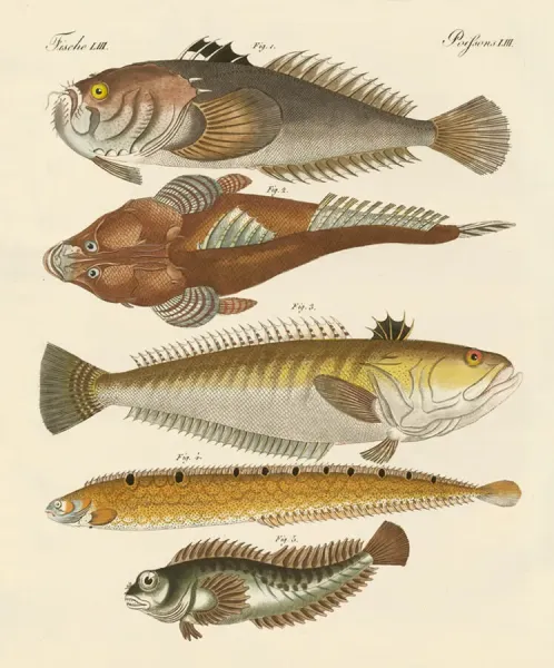 Strange Fish Coloured Engraving Print (19th century). Art Prints