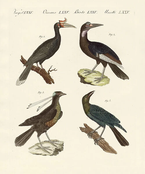 Strange foreign birds (coloured engraving)