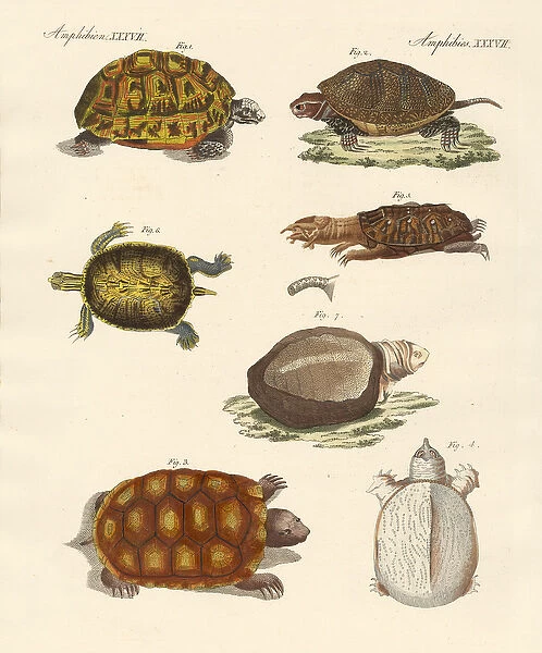 Strange turtles (coloured engraving)