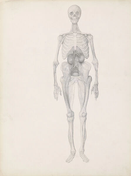 Study of the Human Figure, Anterior View, Final Stage of Dissection
