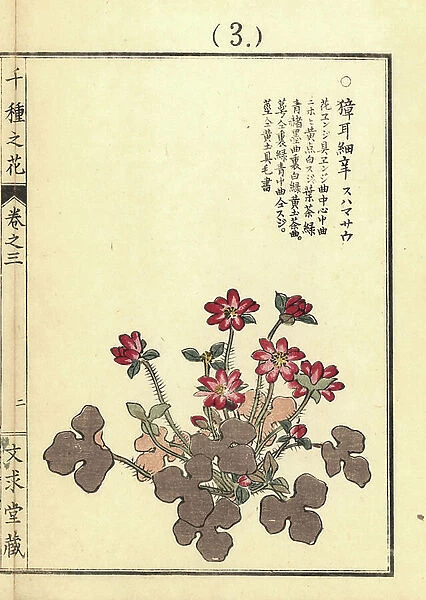 Suhamasou or Japanese hepatica, Anemone hepatica var. japonica. Handcoloured woodblock print by Kono Bairei from Senshu no Hana (One Thousand Varieties of Flowers), Bunkyudo, Kyoto, 1889