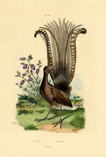 Superb Lyrebird, 1833-39 (coloured engraving)