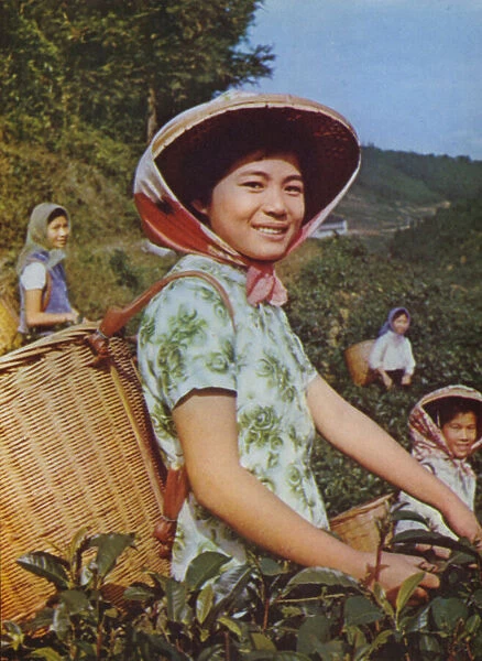 Taiwan: Girls picking tea leaves, 1963 (photo)