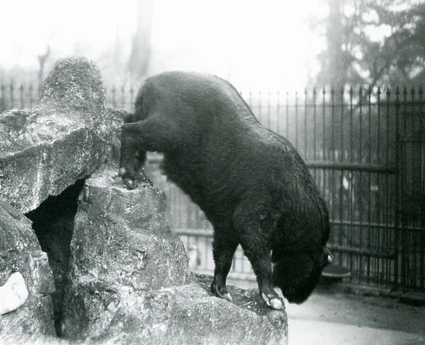 A Takin, also known as a Cattle chamois or Gnu goat, climbing down from rocks, London Zoo