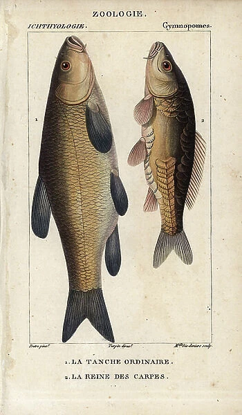 Tench, the ordinary tench, Tinca tinca, and carp, the queen of carps, Cyprinus carpio. Handcoloured copperplate stipple engraving from Jussieu's ' Dictionary of Natural Sciences' 1816-1830