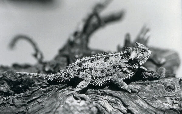 A Texas Horned Lizard  /  Horntoad  /  HornedToad  /  Horny Toad resting on a log at London Zoo in