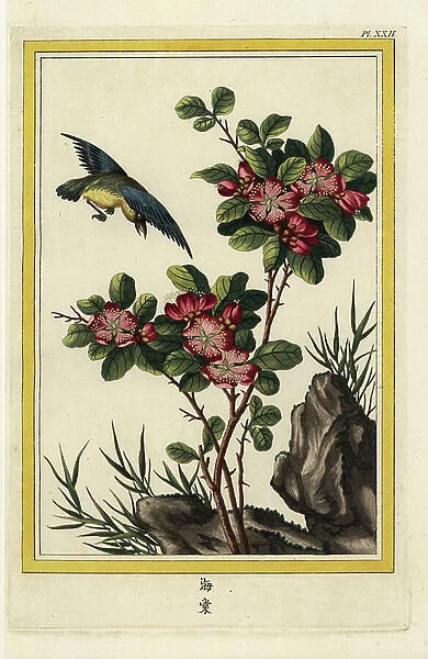 The Thierry has red flowers. Hall crabapple, Malus halliana. Named for Thierry, Ecuyer, consultant physician to the king. Handcoloured etching from Pierre Joseph Buchoz Precious and illuminated collection of the most beautiful and curious flowers