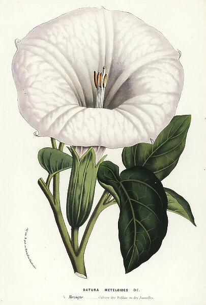 Thorn apple, Datura innoxia (Datura meteloides). Mexico City. Handcoloured lithograph from Louis van Houtte and Charles Lemaire's Flowers of the Gardens and Hothouses of Europe, Flore des Serres et des Jardins de l'Europe, Ghent, Belgium, 1857
