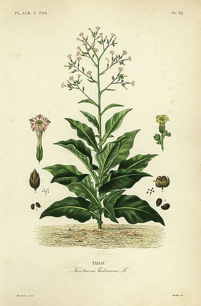 Tobacco plant, Nicotiana tabacum, Tabac