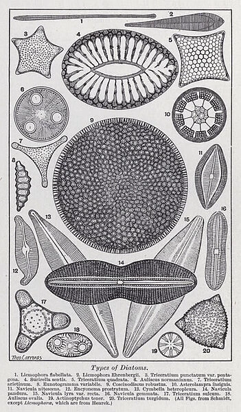 Types of diatoms (litho)