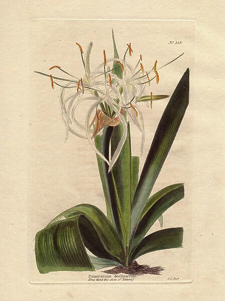 Variete of Pancratium (Pancratium declinatum), with falling flowers, rare plant native to Brazil. Engraving by George Cooke (1781-1834). In Botanical Cabinet, an illustrative catalogue of nursery plants, published monthly from 1717 to 1833