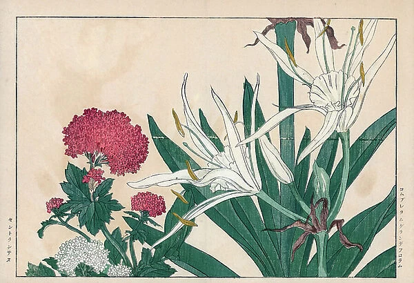 Variety of mane and red centranth or lilac from Spain or red valeriane. Crinum grandiflorum and red valerian, Centranthus ruber. Handcoloured woodblock print from Konan Tanigami's ' Seiyou Sokazufu' (Pictorial Album of Western Plants and Flowers)
