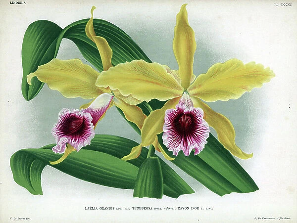 Variety of yellow orchid and crimson (Sophronitis tenebrosa, Laelia grandis Ldl. var. Tenebrosa hort. sub var. Rayon d'Or L. Lind.)