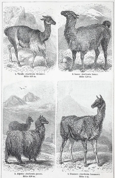 Various camels, vicuna, llama (llama glama), alpaca, vicugna (vicugna vicugna) pacos, guanaco