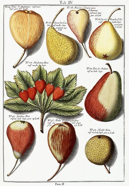 Various pear species, 1760-1766 (hand-coloured engraving)