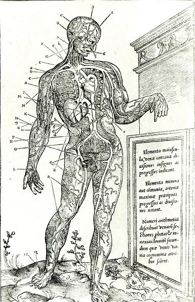 Vascular System according to Charles Etienne, from De d