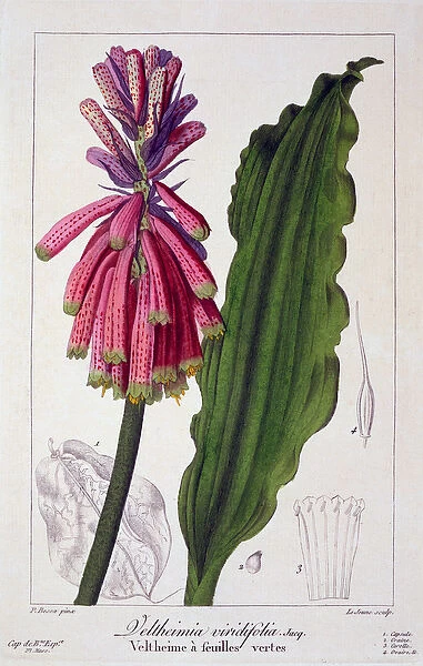 Veltheimia viridifolia, 1836 (hand-coloured engraving)