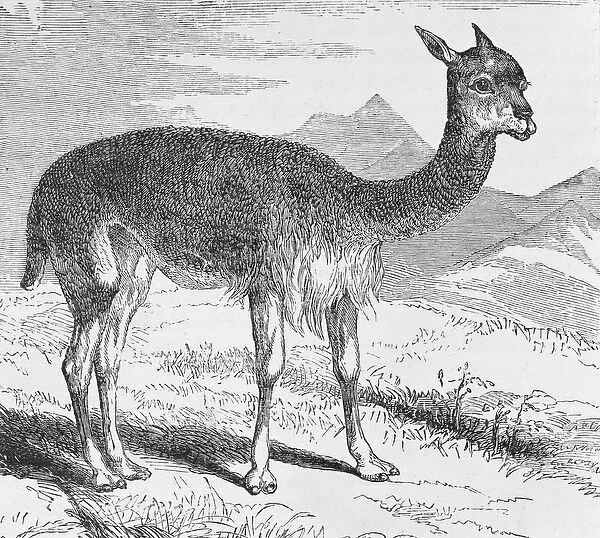 The Vicuna at the Rio de Azufre, from Incidents of Travel and Exploration in