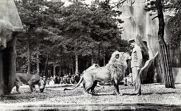 View of the Lion Pacha and his tamer at the Vincennes zoo Postcard 1910 ca Private collection