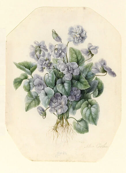 Violets (w  /  c & bodycolour on vellum)