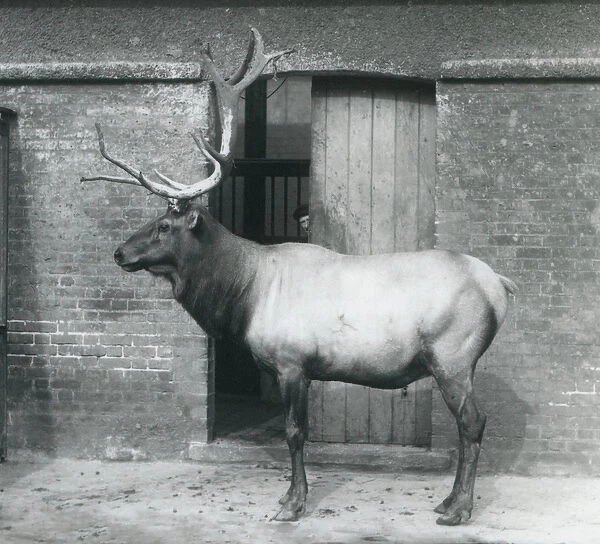 A Wapiti  /  Elk stag standing in his enclosure at London Zoo in September 1927 (b  /  w photo)
