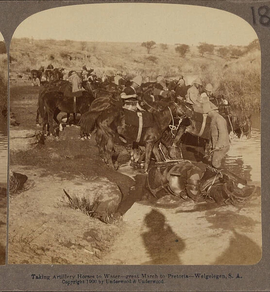 Watering Artillery horses, Welgelegen, South Africa, 1899 (b  /  w photo)