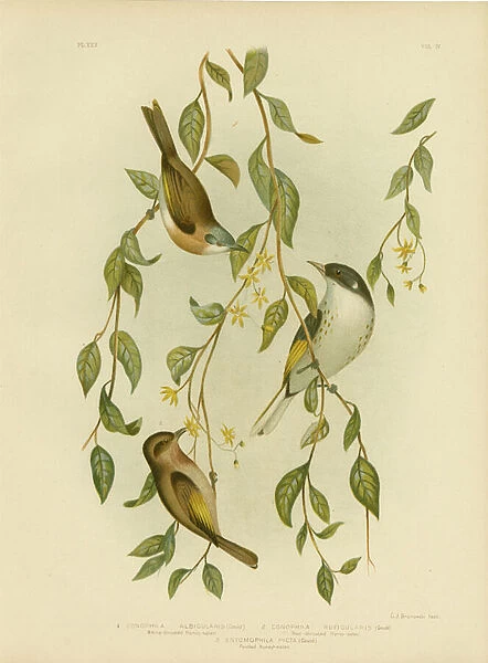 White-Throated Honeyeater, 1891 (colour litho)